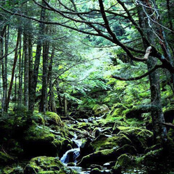 「森の中へ」樹木写真　A4,A3パネル仕上げ 1枚目の画像