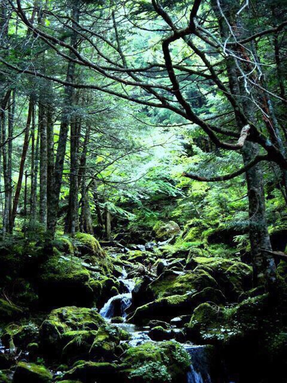 森の中へ」樹木写真 A4,A3パネル仕上げ 写真・グラフィック 佐藤真紀