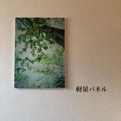 「森の中へ」樹木写真　A4,A3パネル仕上げ 5枚目の画像