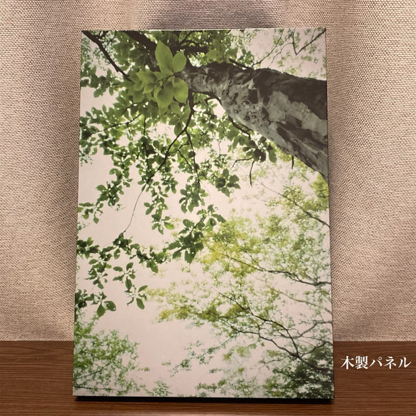 「森の中へ」樹木写真　A4,A3パネル仕上げ 8枚目の画像