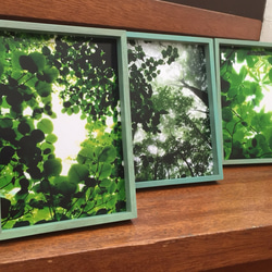 樹木写真 小窓シリーズ 3点セット 1枚目の画像