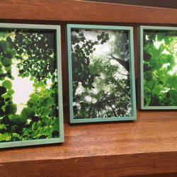 樹木写真 小窓シリーズ 3点セット 2枚目の画像