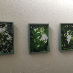 樹木写真 小窓シリーズ 3点セット 3枚目の画像