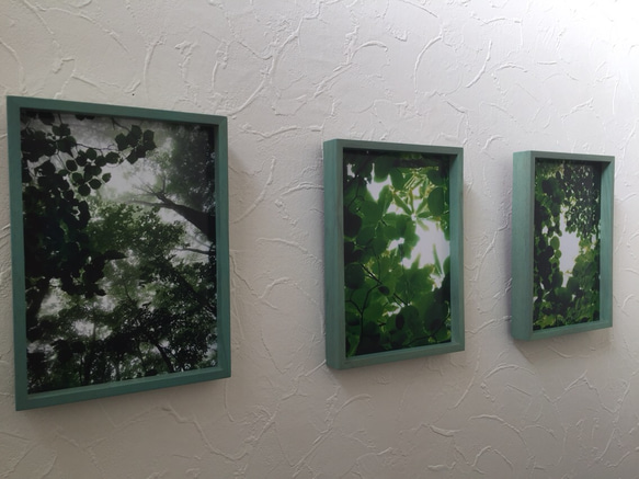 樹木写真 小窓シリーズ 3点セット 4枚目の画像