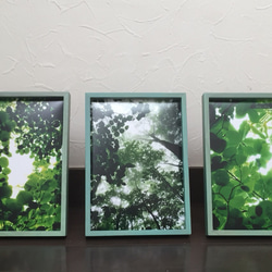 樹木写真 小窓シリーズ 3点セット 5枚目の画像