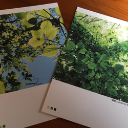 樹木ポストカード新作４枚セット【送料無料】 3枚目の画像