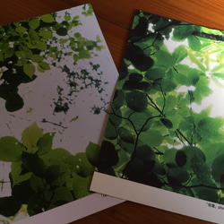 樹木ポストカード新作４枚セット【送料無料】 4枚目の画像