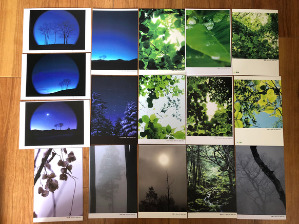 樹木ポストカード全16枚セット【送料無料】 1枚目の画像