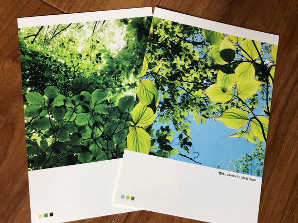 樹木ポストカード全16枚セット【送料無料】 3枚目の画像
