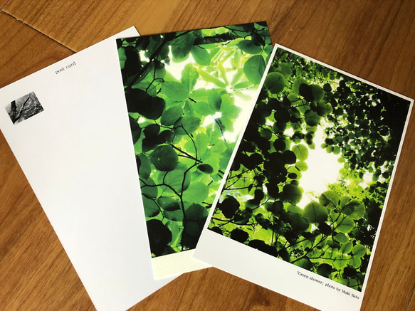 樹木ポストカード全16枚セット【送料無料】 4枚目の画像