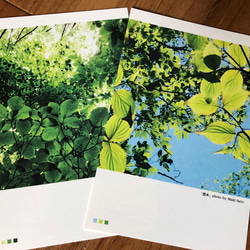人気の樹木ポストカード11枚セット 【送料無料】 3枚目の画像
