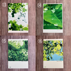 【Creema限定set】樹木ポストカード お好きな3枚から選べます！ 5枚目の画像