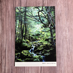 ポストカードをオブジェに！「額入り樹木ポストカード」森の中へ 2枚目の画像