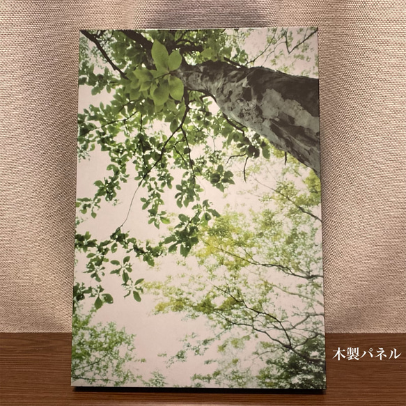 「Green shower」樹木写真　A4木製パネル仕上げ 2枚目の画像