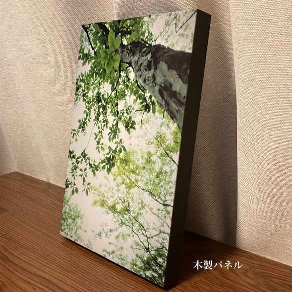 「Green shower」樹木写真　A4木製パネル仕上げ 3枚目の画像