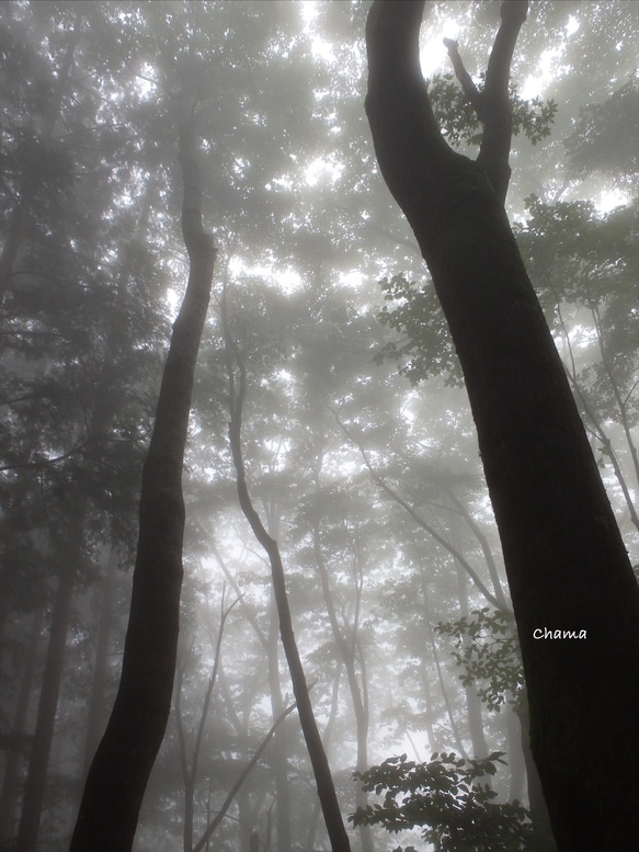 「晴好雨奇・翠」樹木写真　A4,A3パネル仕上げ 1枚目の画像