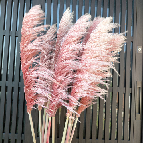 カラーパンパスグラス 2本セット パンパスグラス 染 ピンク インテリア