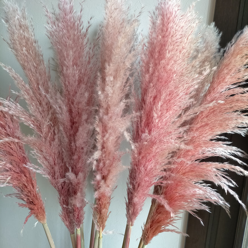 カラーパンパスグラス 2本セット パンパスグラス 染 ピンク インテリア