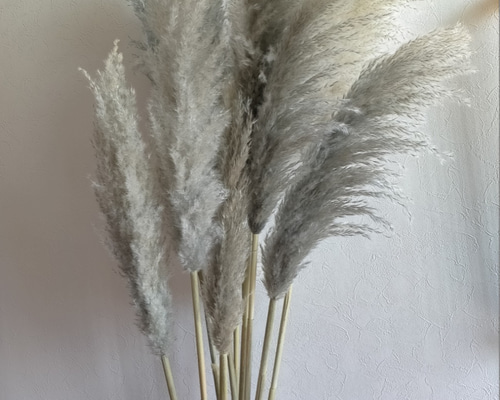 パンパスグラス ドライフラワー Ｎｏ．12 3本セット】＋1本おまけ 最安値 特大 XLサイズ パンパスグラス