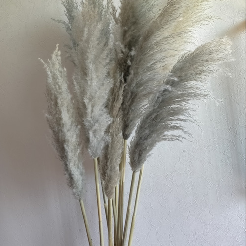 あるく花 パンパスグラス グレー L ドライフラワー インテリア 雑貨