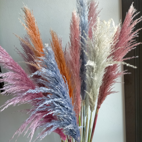 準備中　パンパグラス パンパスグラス カラーパンパス お色お選び頂けます ドライフラワー