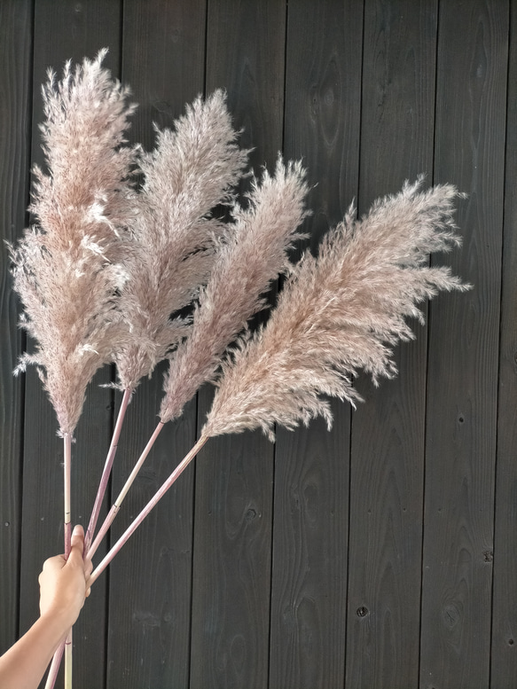 パンパスグラスドライフラワー4本 超特大パンパスグラス 晩生タイプ 4
