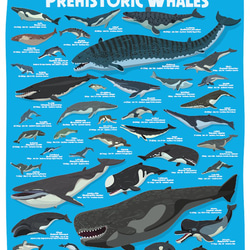 クジラの進化A2ポスター 1枚目の画像