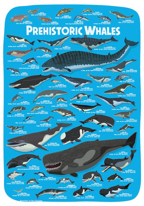 クジラの進化A2ポスター 1枚目の画像