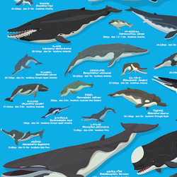 クジラの進化A2ポスター 4枚目の画像