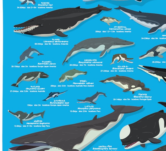 クジラの進化A2ポスター 4枚目の画像