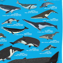 クジラの進化A2ポスター 5枚目の画像