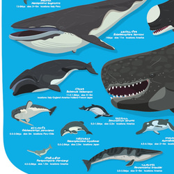 クジラの進化A2ポスター 6枚目の画像