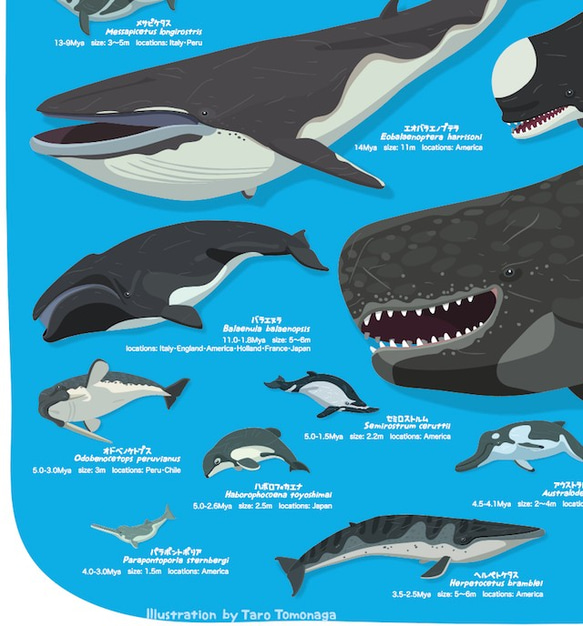 クジラの進化A2ポスター 6枚目の画像