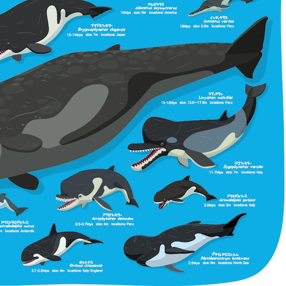 クジラの進化A2ポスター 7枚目の画像