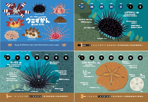2021ウニずかんカレンダー（エコパック） 2枚目の画像