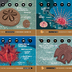 2021ウニずかんカレンダー（エコパック） 3枚目の画像