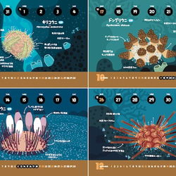 2021ウニずかんカレンダー（エコパック） 4枚目の画像