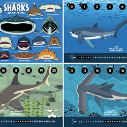 2019サメ図鑑カレンダー 2枚目の画像