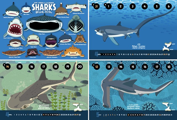 2019サメ図鑑カレンダー 2枚目の画像
