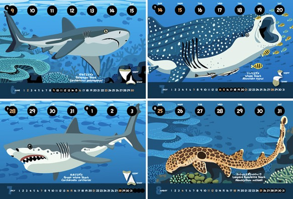2019サメ図鑑カレンダー 3枚目の画像