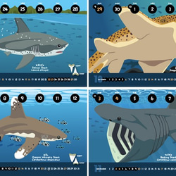 2019サメ図鑑カレンダー 4枚目の画像