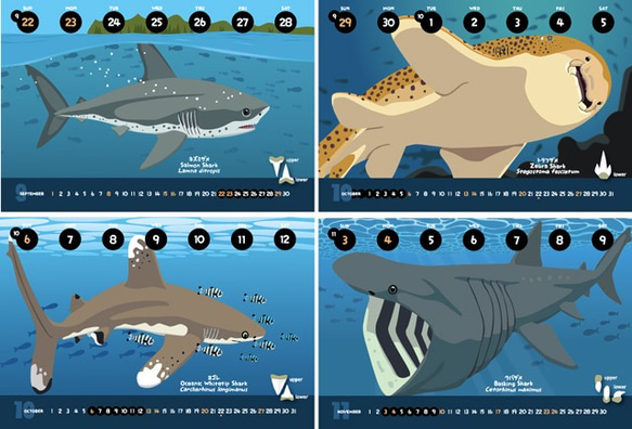 2019サメ図鑑カレンダー 4枚目の画像