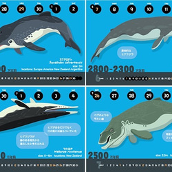 2020クジラの進化カレンダー（エコパック） 3枚目の画像