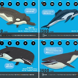 2020クジラの進化カレンダー（エコパック） 4枚目の画像