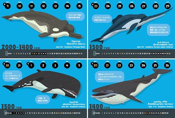 2020クジラの進化カレンダー（エコパック） 4枚目の画像