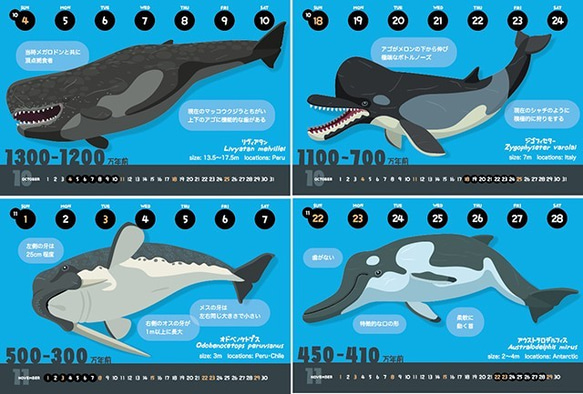 2020クジラの進化カレンダー（エコパック） 5枚目の画像