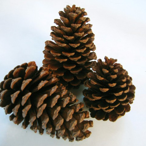 ご注文商品専用出品大王松の松ぼっくり 大王松の松ぼっくり 大サイズ2個セット DIYパーツ てんこしゃんこ 通販