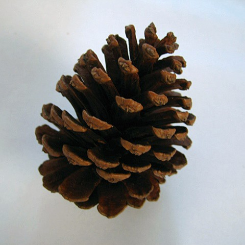 大王松の松ぼっくり 大サイズ2個セット DIYパーツ てんこしゃんこ 通販