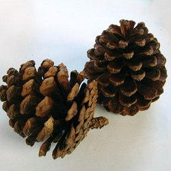 松ぼっくり 松ぼっくり 40個(形・サイズいろいろ) - メルカリ