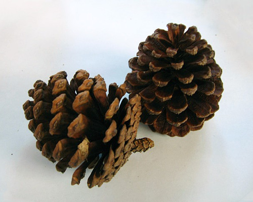 ご注文商品専用出品大王松の松ぼっくり 1_a1f39c0e8dbd0284ccd66349f8bc